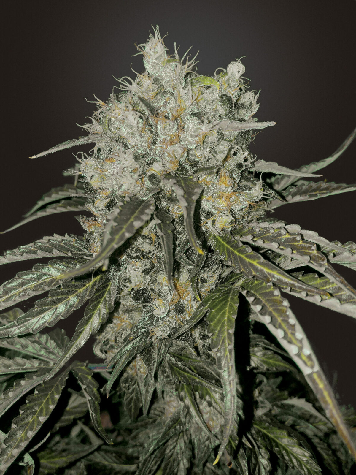 Double Cookies Fem - Imagen 3