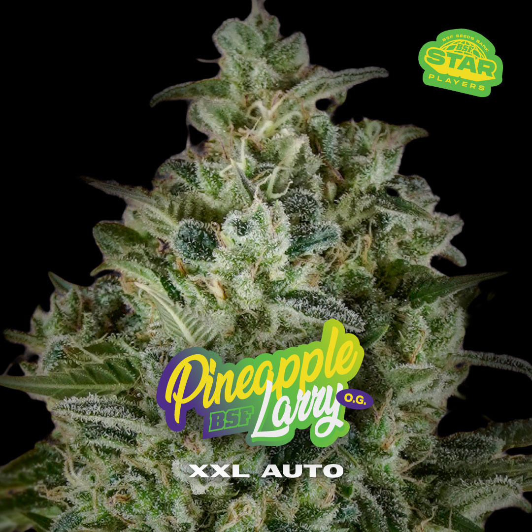 Pineapple Larry OG XXL Auto