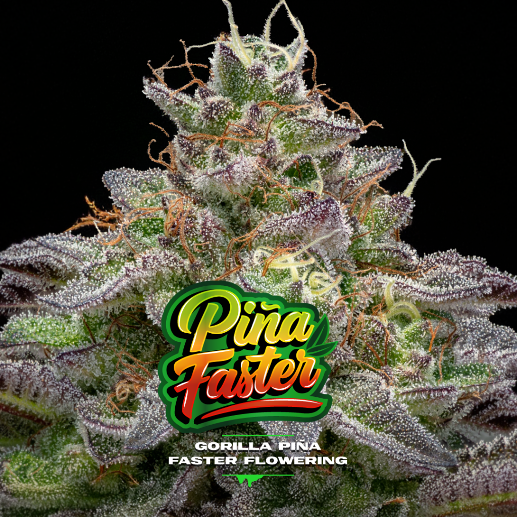 Gorilla Piña Faster - Banco de Semillas BSF Seeds