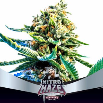 Nitro Haze Feminized