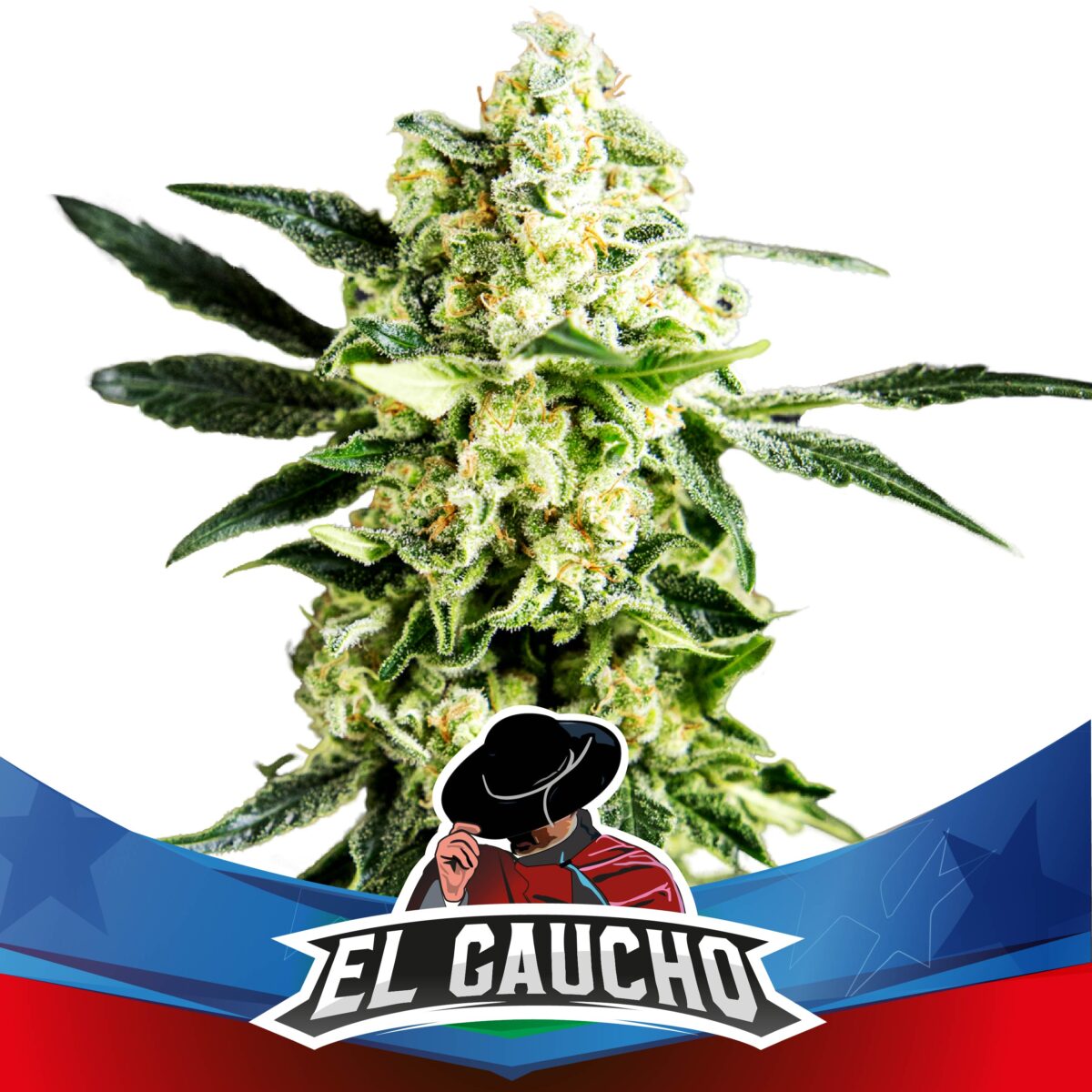 El Gaucho Faster Flowering