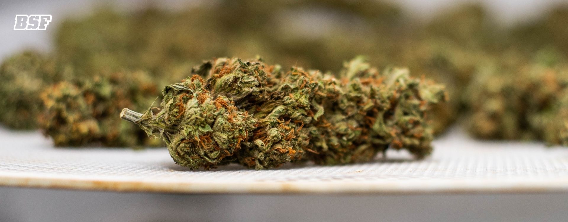 Secado y Curado del cannabis: Donde la Cosecha se Convierte en Arte