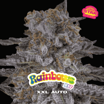 Rainbows XXL Auto