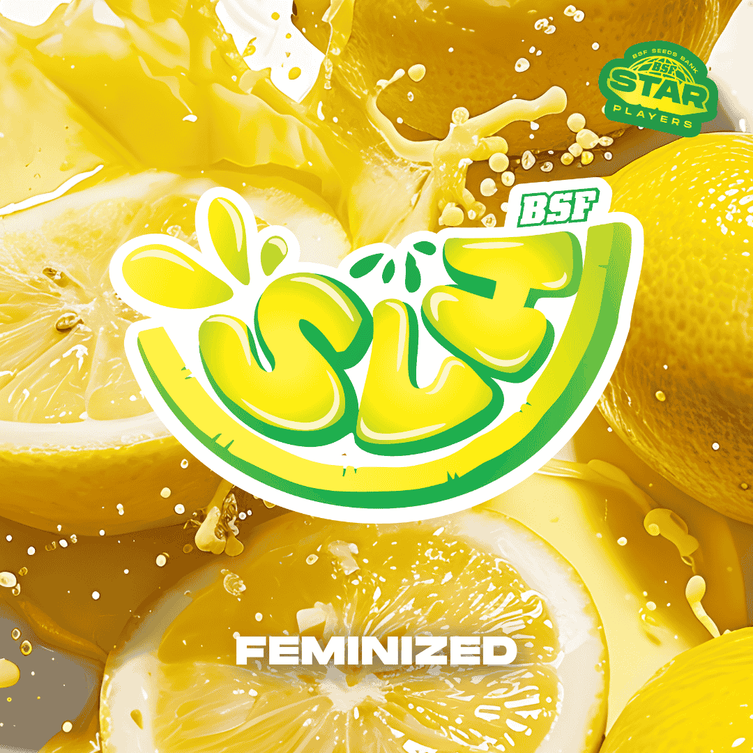 SLH - Super Lemon Haze - Imagen 2