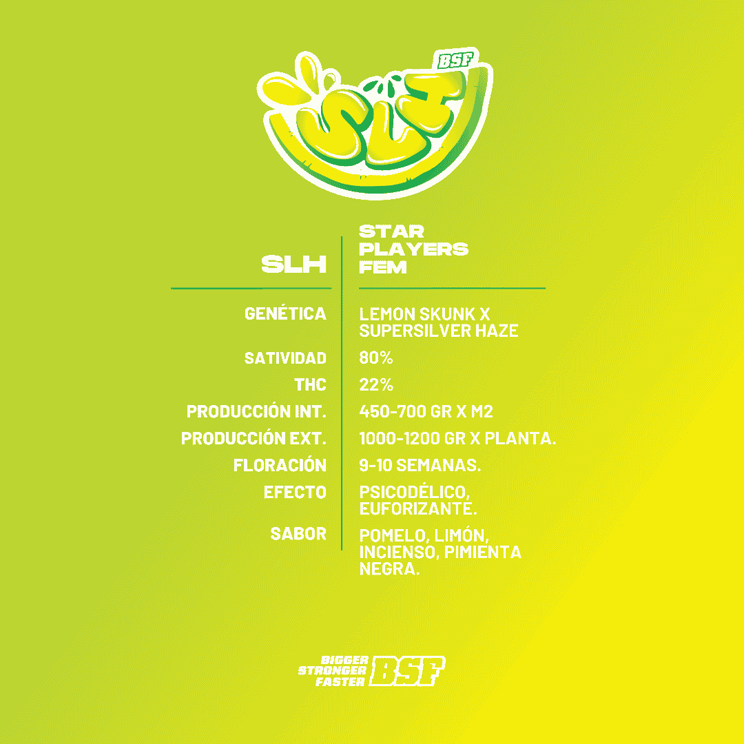 SLH - Super Lemon Haze - Imagen 3