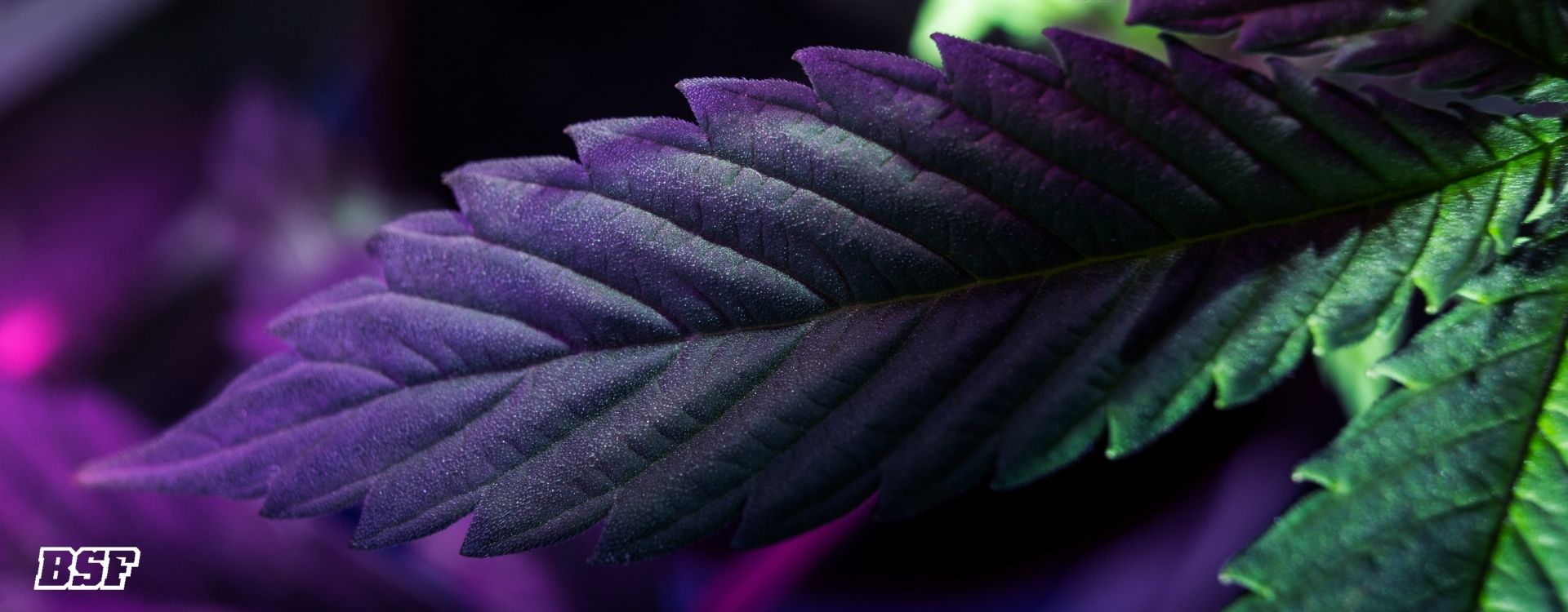 Inicio Vegetativo: El arranque que define todo