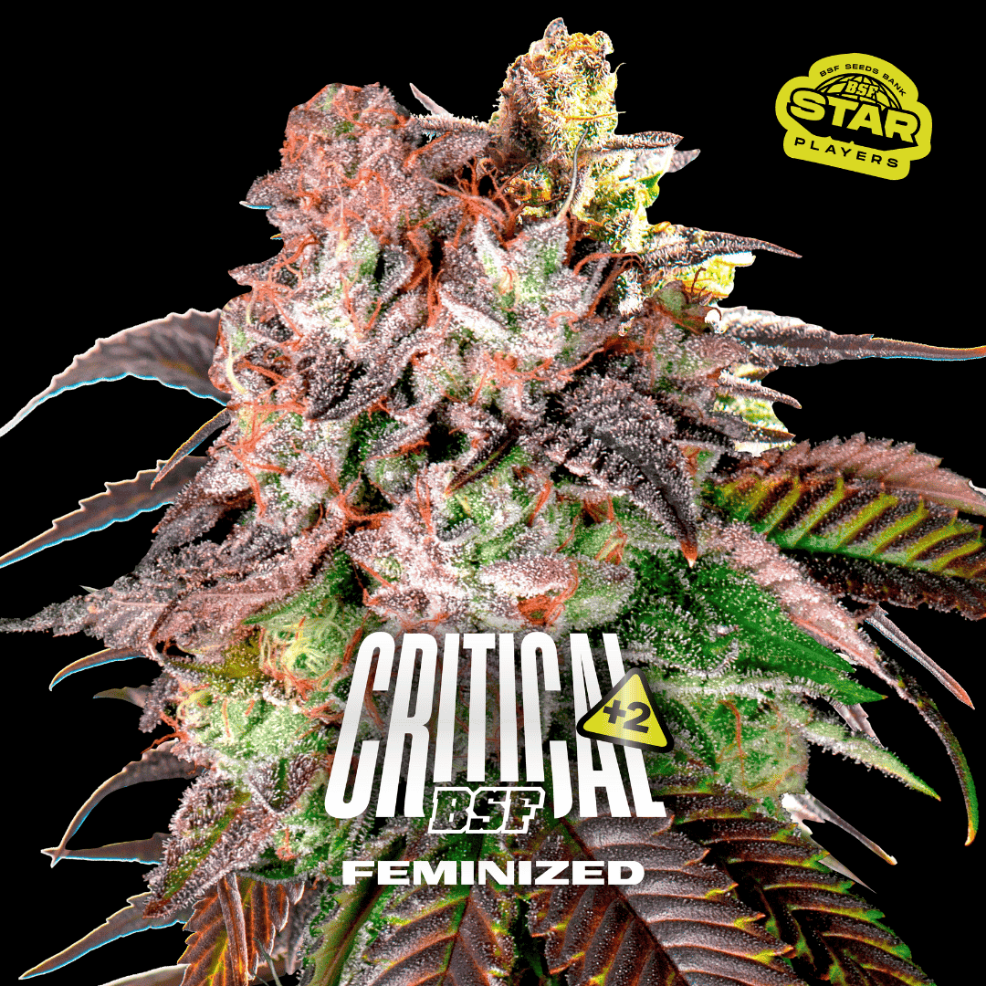 Critical + 2 Fem