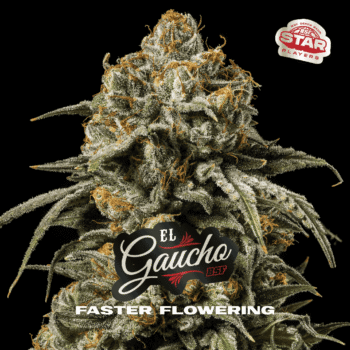 El Gaucho Faster Flowering