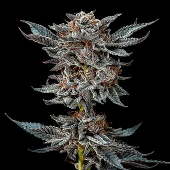 GORILLA GLUE #4 REGULAR