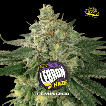 Lebron Haze fem