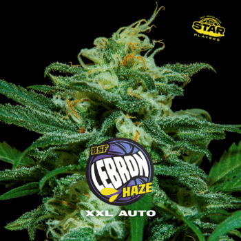 Lebron Haze XXL Auto