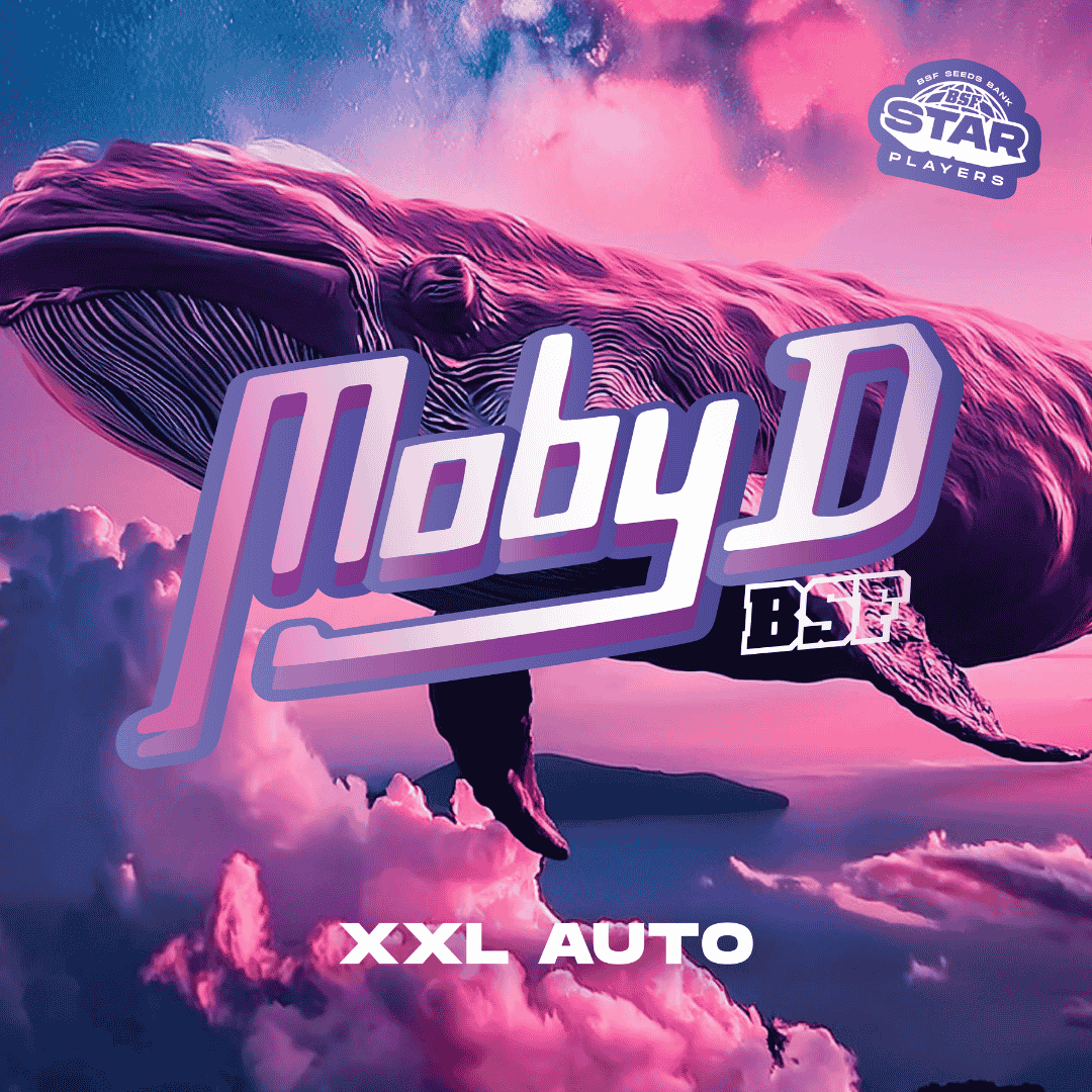 Moby-D XXL Auto - Imagen 2