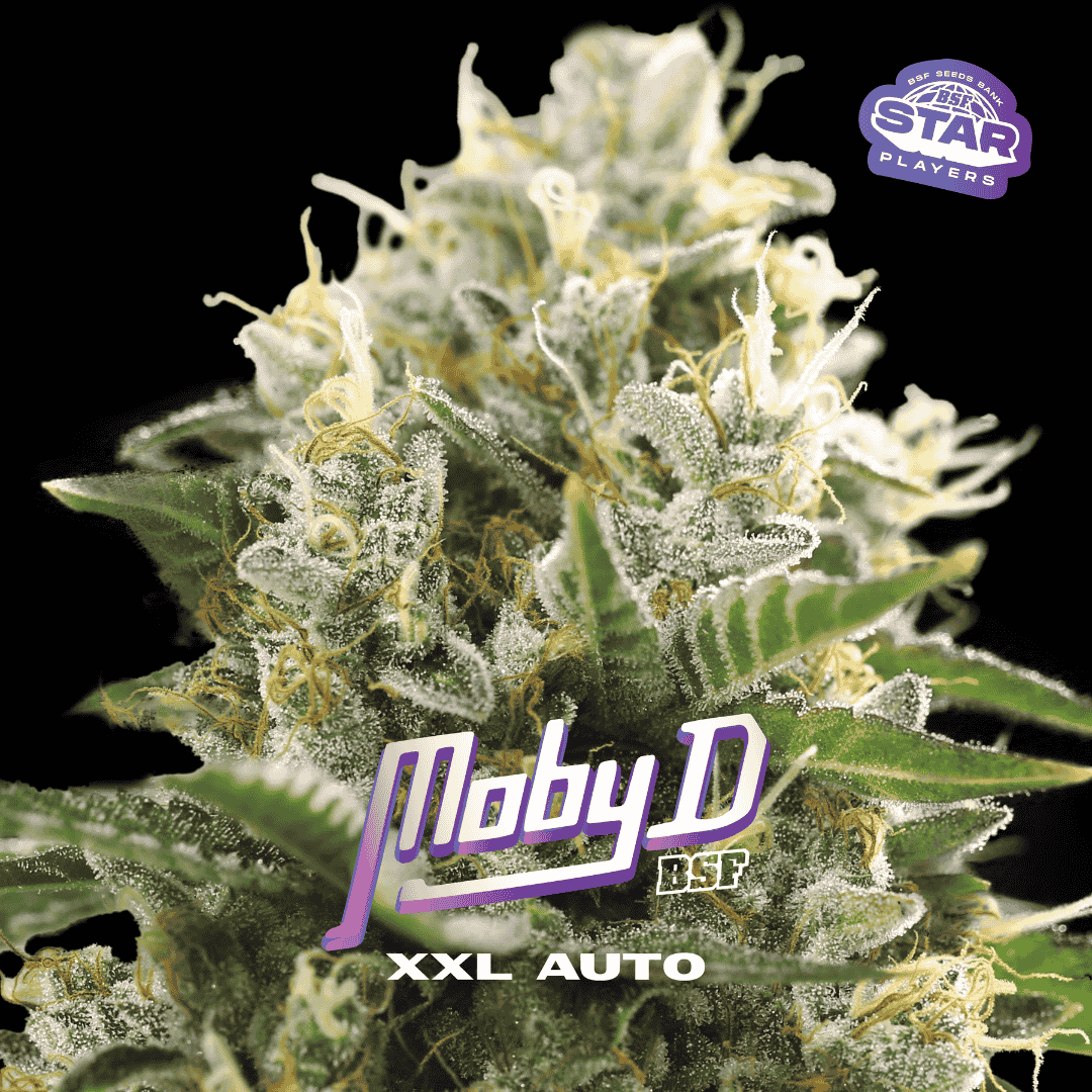 Moby-D XXL Auto
