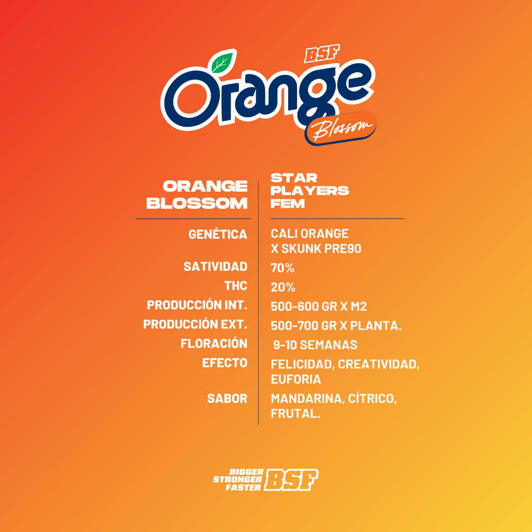 Orange Blossom - Imagen 3