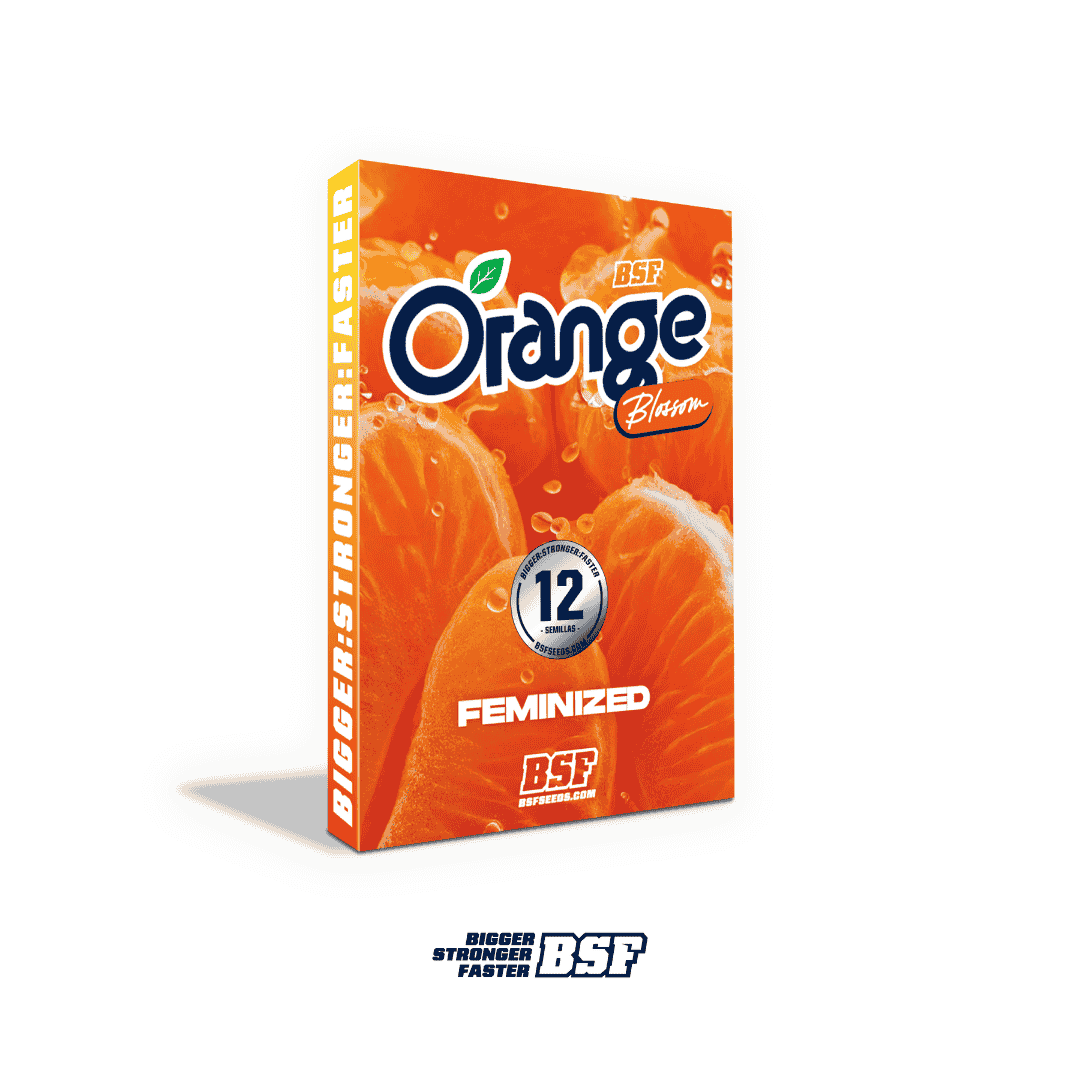 Orange Blossom - Imagen 4