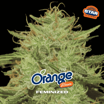 Orange Blossom