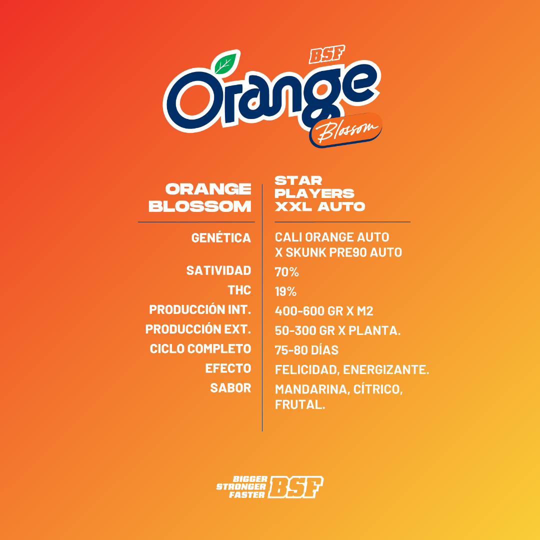 Orange Blossom XXL Auto - Imagen 3