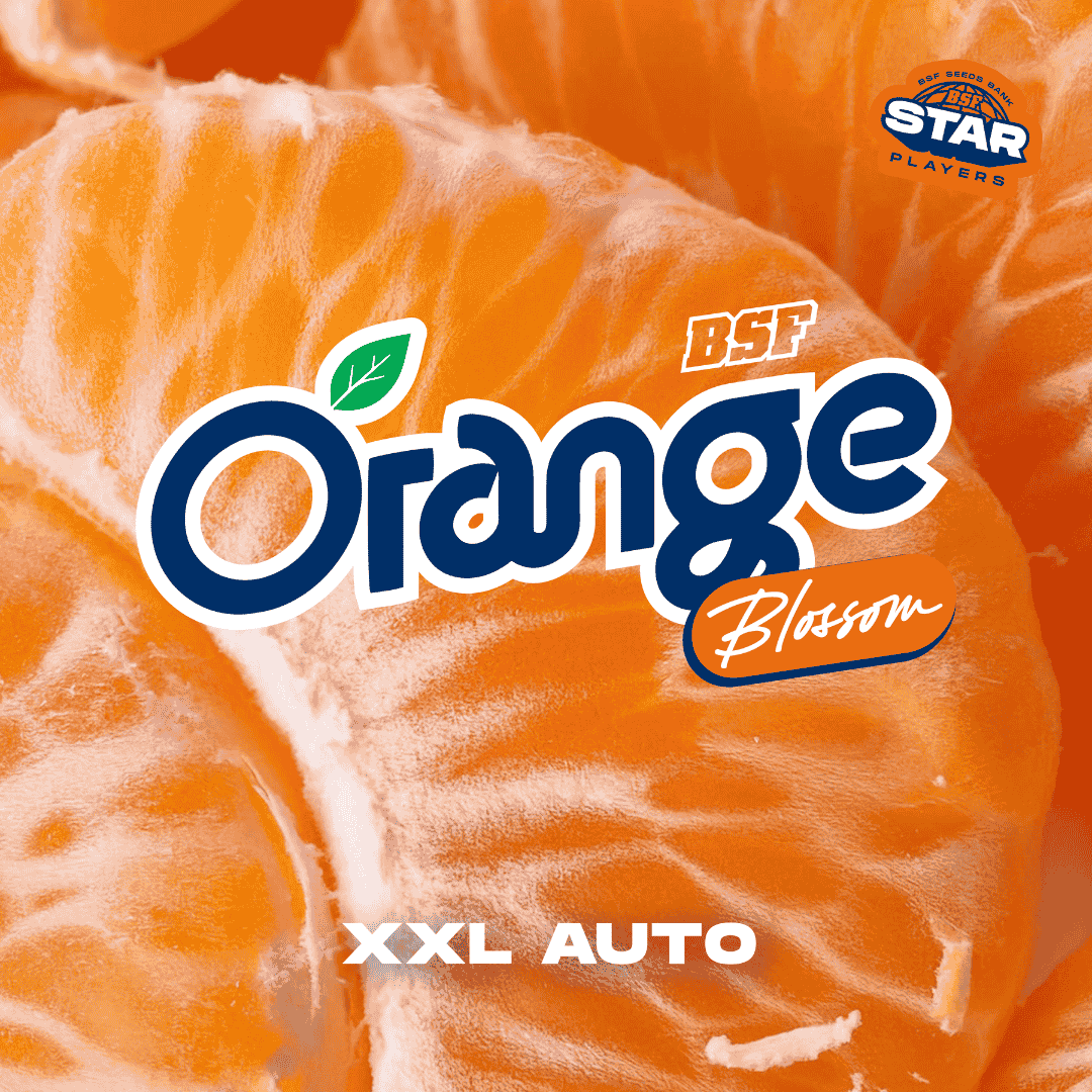 Orange Blossom XXL Auto - Imagen 2