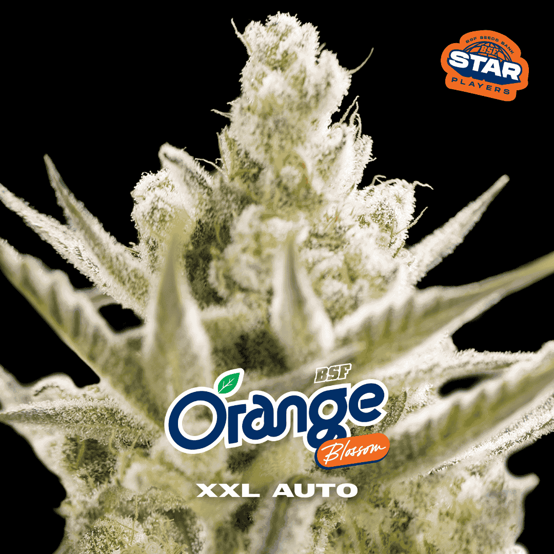 Orange Blossom XXL Auto