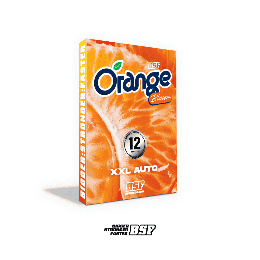 Orange Blossom XXL Auto - Imagen 4