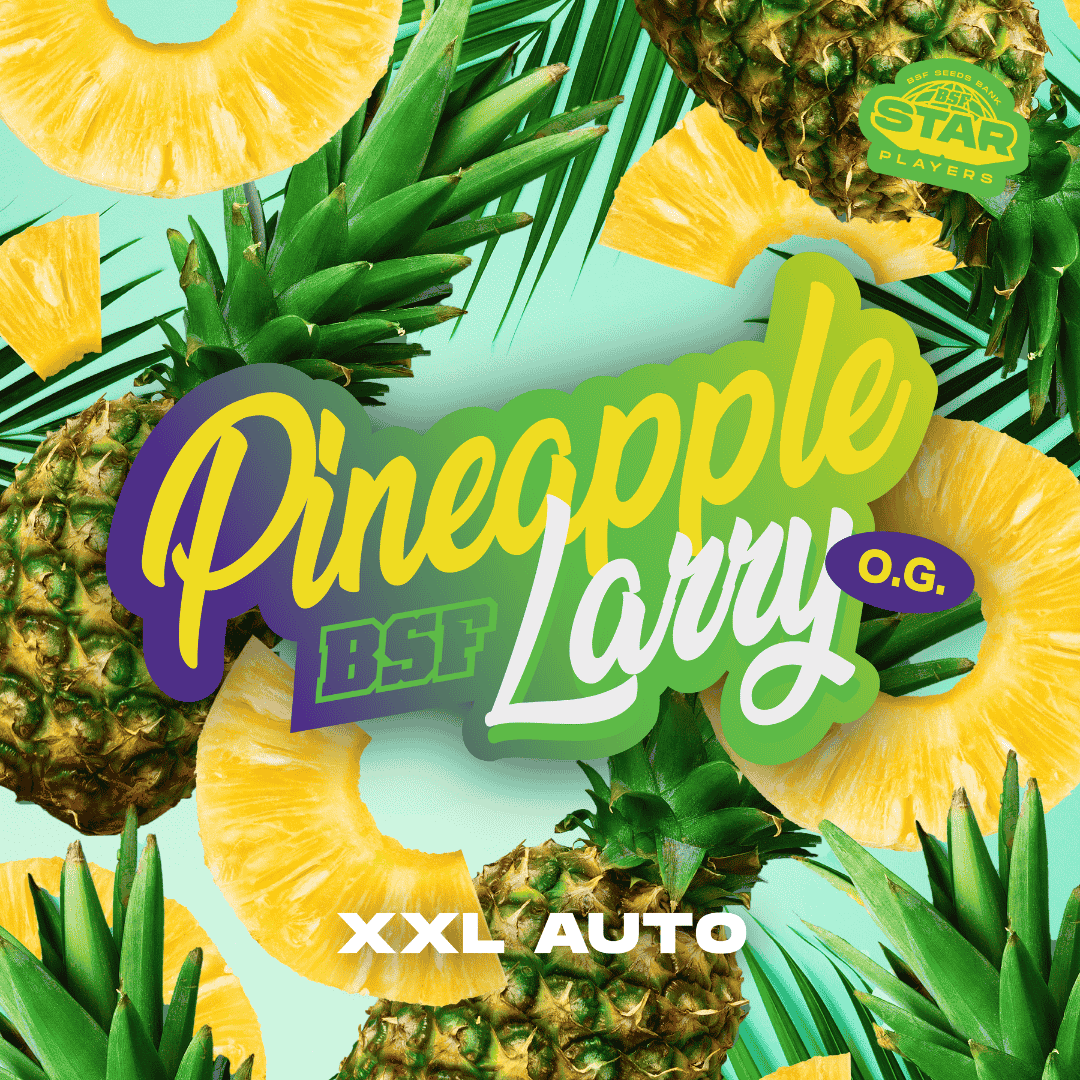Pineapple Larry OG XXL Auto - Imagen 2