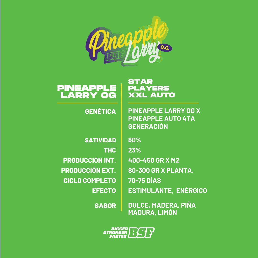 Pineapple Larry OG XXL Auto - Imagen 3