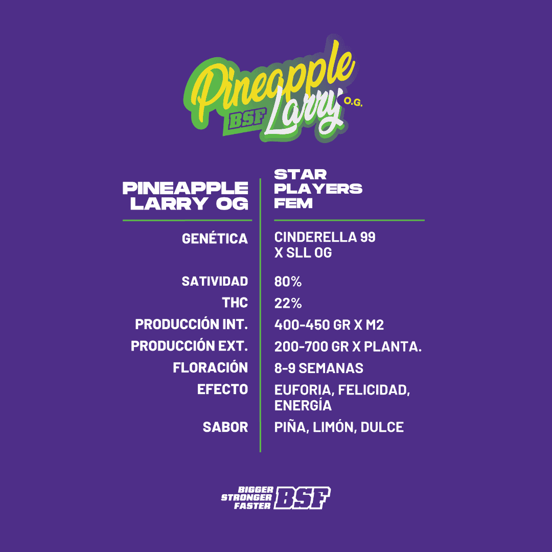 Pineapple Larry OG Fem - Imagen 3