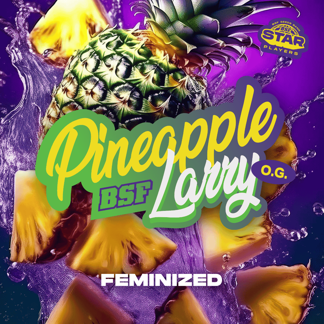 Pineapple Larry OG Fem - Imagen 2