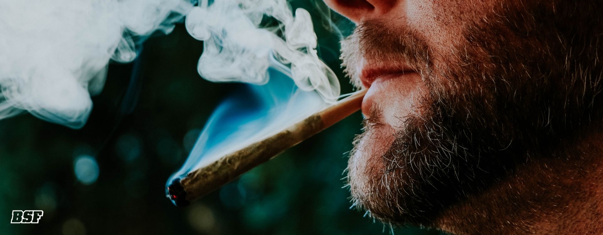 Del Cultivo al Disfrute: La Fase del Consumo del Cannabis Explicada Sin Vueltas