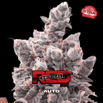 Red Critical Auto